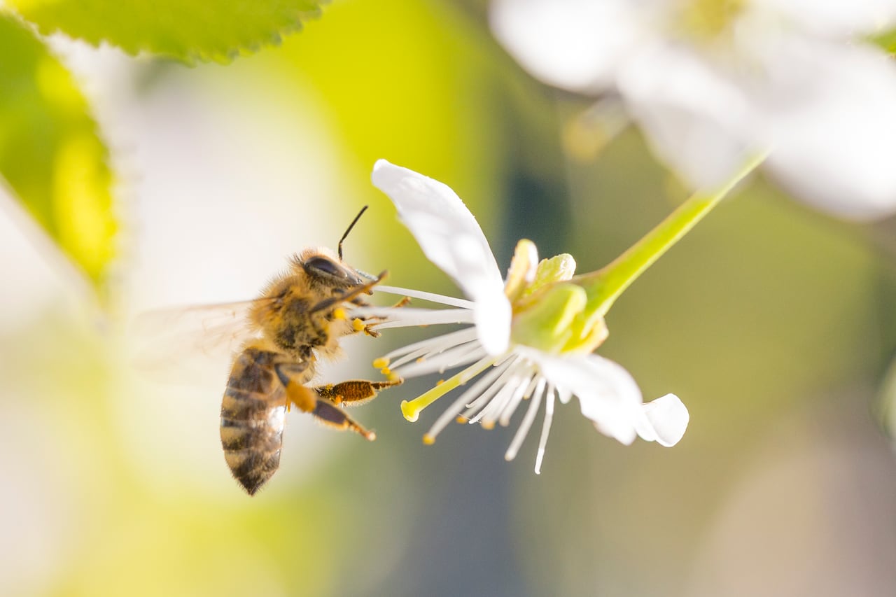 Por su excelente sentido del olfato, las abejas están siendo entrenadas para detectar el covid-19. La startup InsectSense desarrolló prototipos de una máquina que puede entrenar a múltiples abejas de forma simultánea. Aseguran que la tecnología BeeSense sería un sistema de diagnóstico muy eficaz para los países de bajos ingresos.