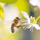 Por su excelente sentido del olfato, las abejas están siendo entrenadas para detectar el covid-19. La startup InsectSense desarrolló prototipos de una máquina que puede entrenar a múltiples abejas de forma simultánea. Aseguran que la tecnología BeeSense sería un sistema de diagnóstico muy eficaz para los países de bajos ingresos.