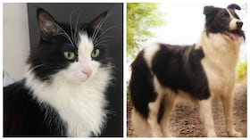 Razón por la que los gatos y perros no deberían tomar otro tipo de leche.