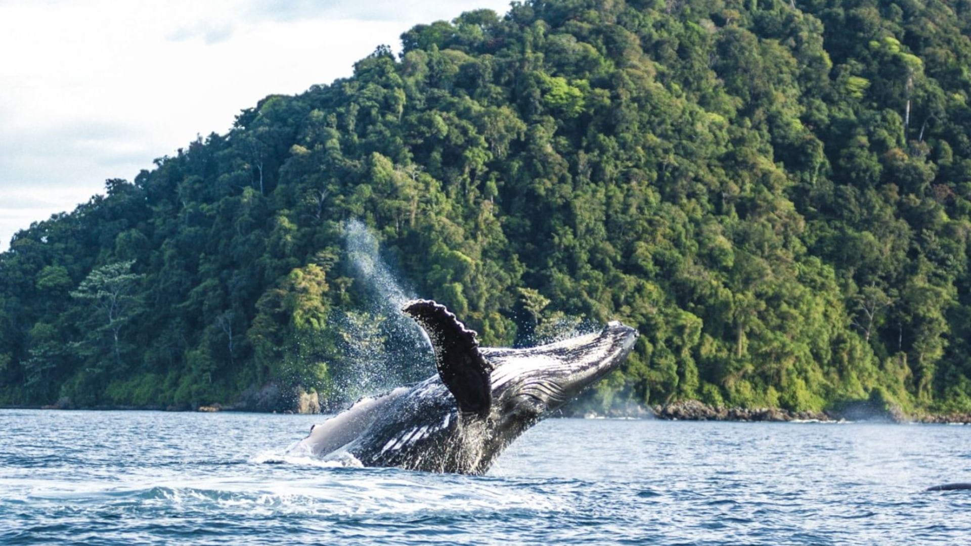 El tesoro del Pacífico colombiano que recibió importante premio internacional; un paraíso de biodiversidad extraordinaria - Semana