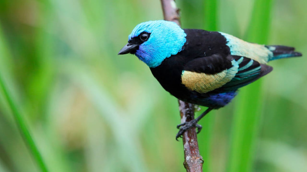 La tangara cabeciazul es una de las aves que sobrevuela y habita estas tierras.