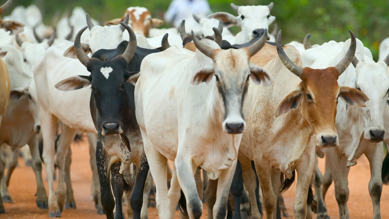 Los mataderos fueron cerrados por el Invima hace más de una década para garantizar el consumo de carne en buenas condiciones.