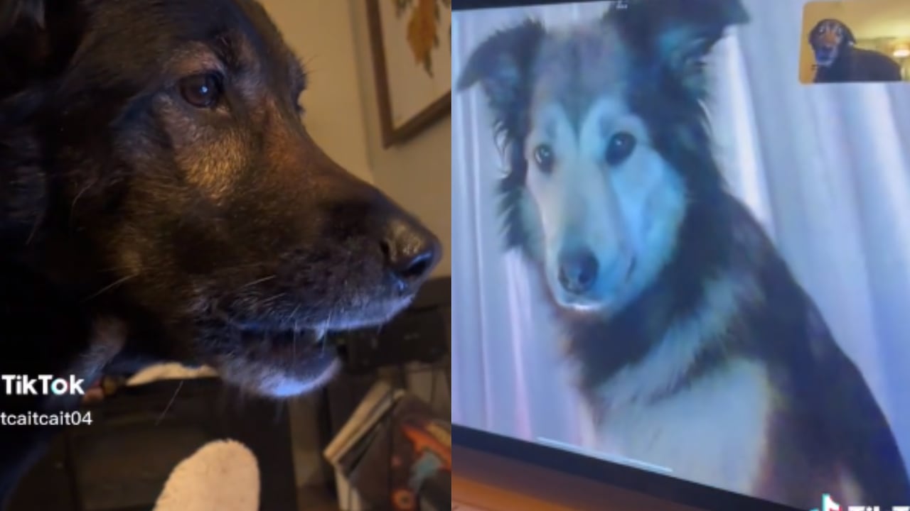 Rollo y Sadie enternecen las redes sociales con su particular amistad.