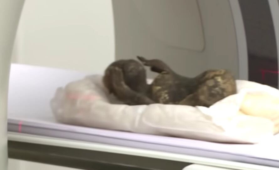 Científicos japoneses realizaron un TAC y análisis de piel y hueso.