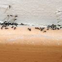 ¿Cómo ahuyentar a las hormigas con productos caseros?