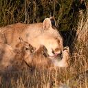 Al proteger el puma, se está protegiendo al felino más adaptable que habita 28 países de América desde Canadá hasta Chile.