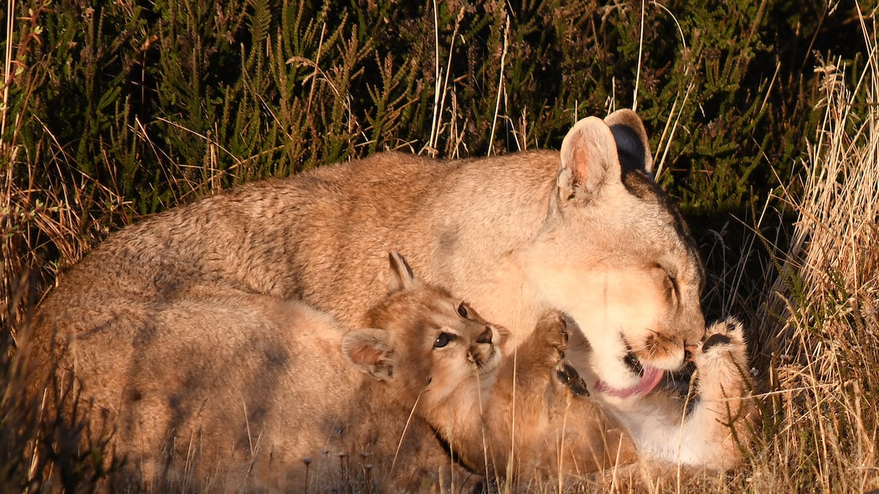 Al proteger el puma, se está protegiendo al felino más adaptable que habita 28 países de América, desde Canadá hasta Chile.