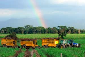 Asocaña. La caña de azúcar, es el gran motor de la economía en el Valle del Cauca. Este sector mueve el 0,7 % del PIB de Colombia, mueve 180.000 empleos. Hay 13 ingenios azucareros en la región, seis de ellos tienen plantas de bioetanol. Foto Jorge Orozco / El País.