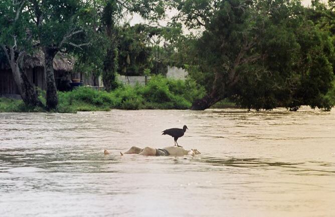 Río Nechí.febrero de 2003. RÍO ABAJO.Una imagen que simboliza la tragedia de la violencia en Colombia. Los ríos, que en algún momento fueron motores de progreso del país, se convirtieron en autopistas por donde bajaban las víctimas de más de medio siglo de violencia incontrolada. Foto Manuel Saldarriaga-Periodico El Colombiano