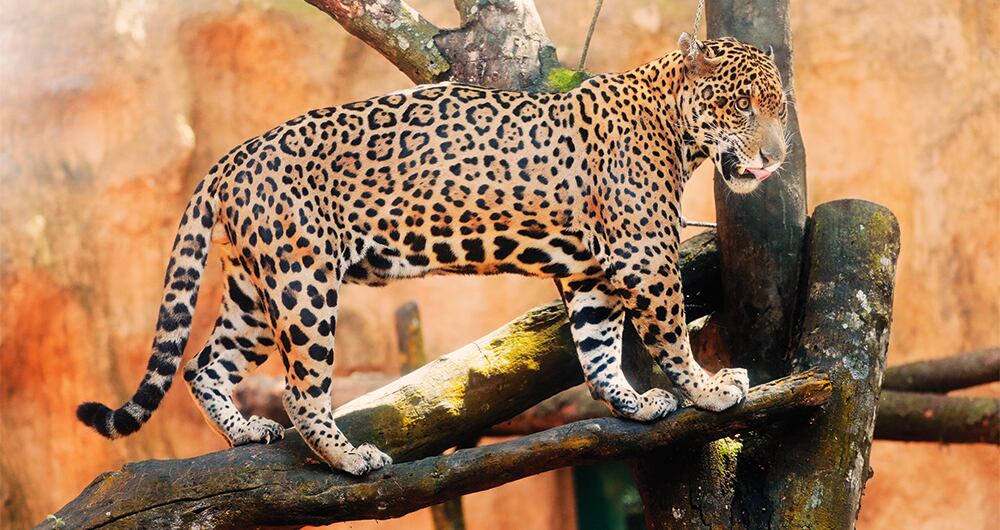  “Lo que hacen es matar a la hembra, que es la mamá de las crías de estos animales, llamados exóticos en el mercado negro, para quedarse con sus crías", afirmaron sobre la práctica. 