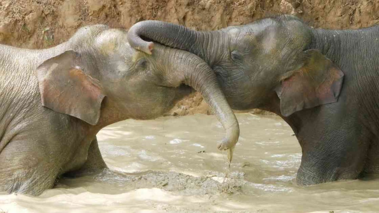 Elefantes en Sabah Malasia, en un centro de rescate de vida silvestre. Foto: National Geographic