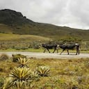 Los campesinos tienen la gran disyuntiva de escoger entre su sustento y el agua por cuenta del Gobierno nacional y la Ley de Páramos. Foto: archivo/Semana.