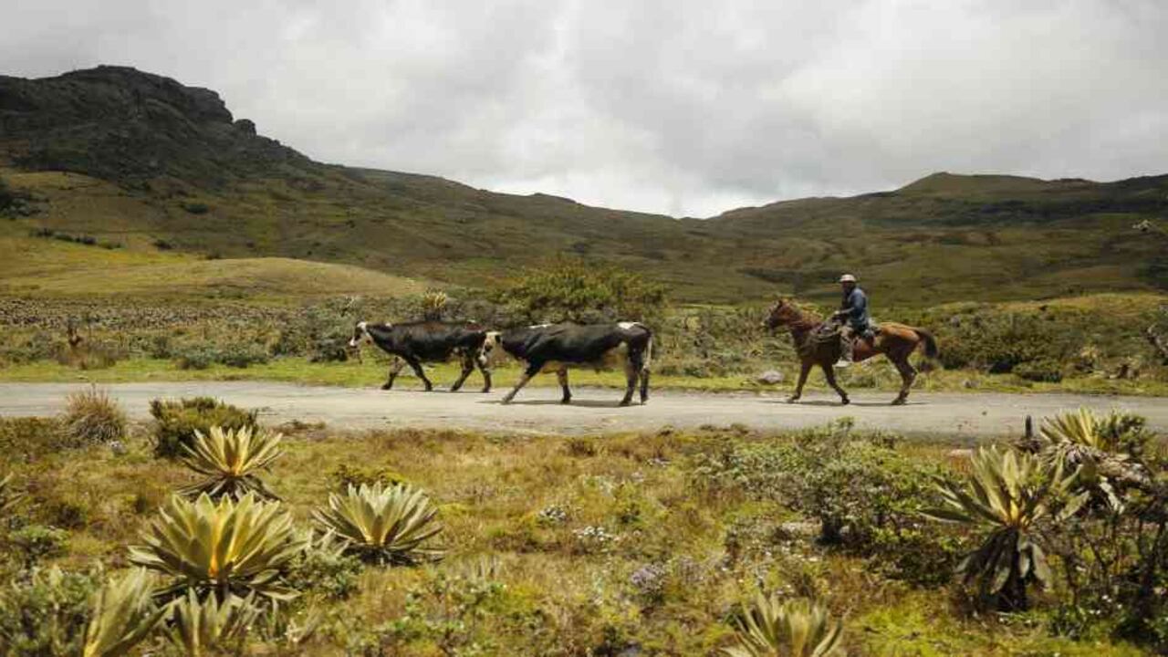 Exploración y explotación minera en páramos de Colombia ya es inconstitucional. Foto: archivo/Semana.