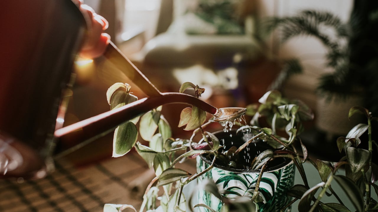 La ciencia confirmó que ciertas especies absorben partículas de oro.