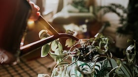 Un hallazgo revela que plantas pueden acumular oro de forma natural.