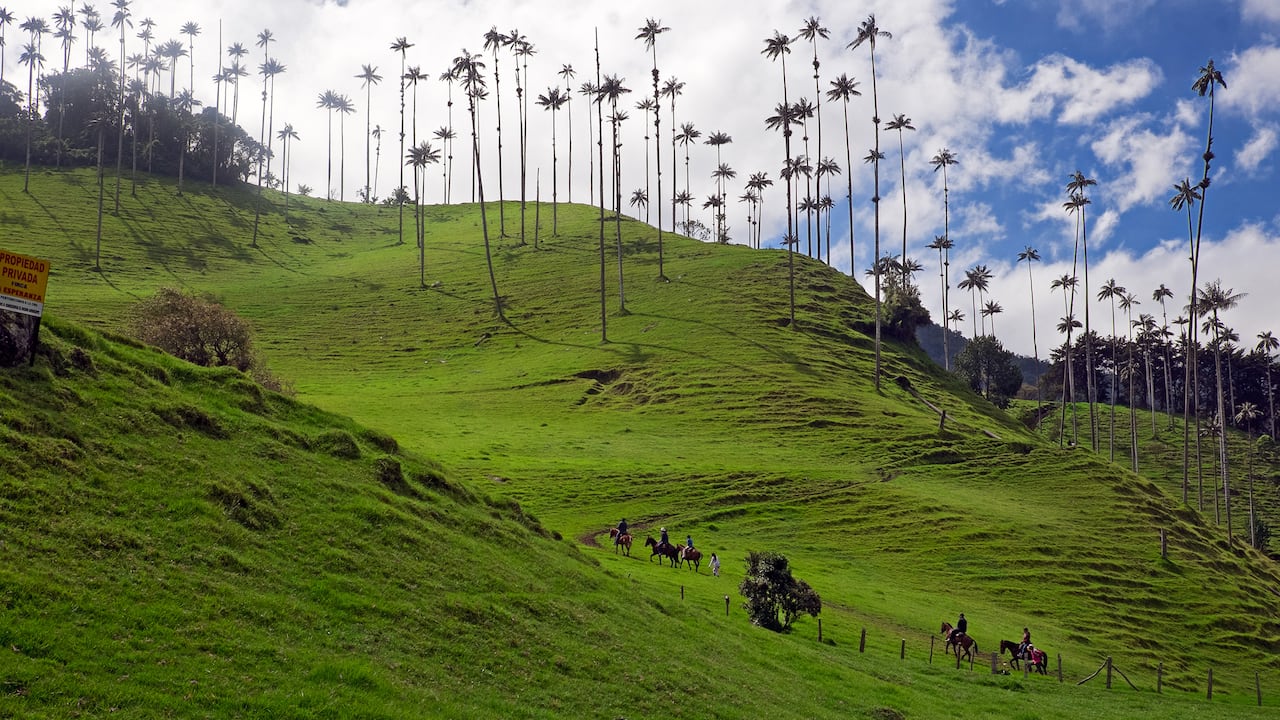 El café del Quindío, libre de deforestación, viaja a conquistar los corazones europeos. (Foto de: Fetze Weestra/VW PICS/Universal Images Group vía Getty Images)