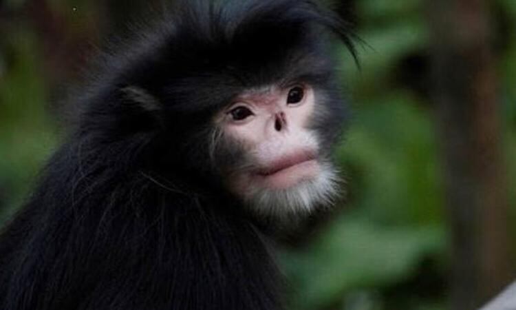 mono sin naríz