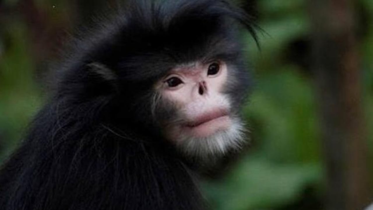 El mono sin naríz tiene una nariz tan chata que la lluvia le hace estornudar,