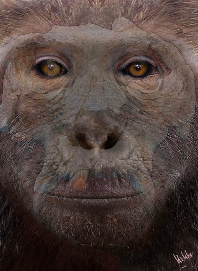 Fósil Pau. Foto: Meike Köhler/ICP.