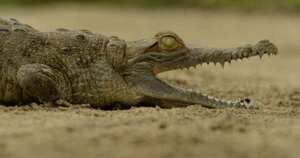 La Fundación Palmarito ha logrado criar en cautiverio a más de 400 caimanes llaneros, de los cuales casi 150 ya fueron liberados. Foto: Mauricio "Pato" Salcedo (WCS).