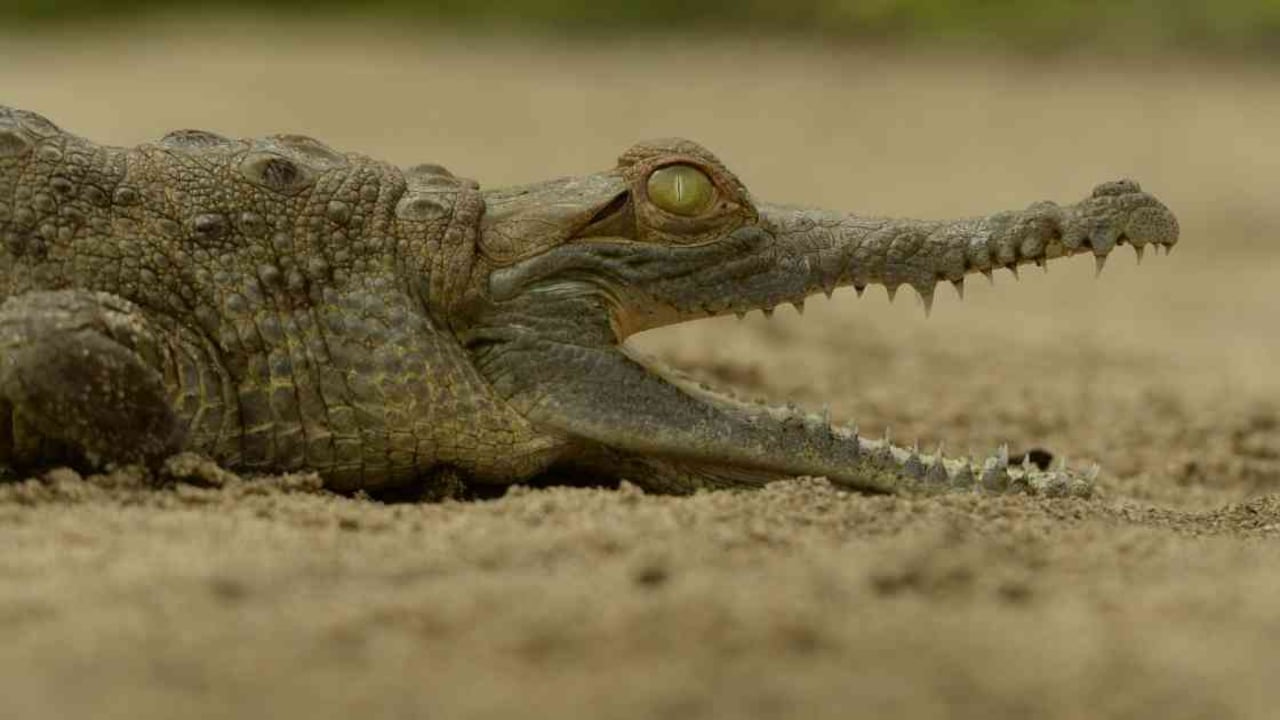 La Fundación Palmarito ha logrado criar en cautiverio a más de 400 caimanes llaneros, de los cuales casi 150 ya fueron liberados. Foto: Mauricio "Pato" Salcedo (WCS).