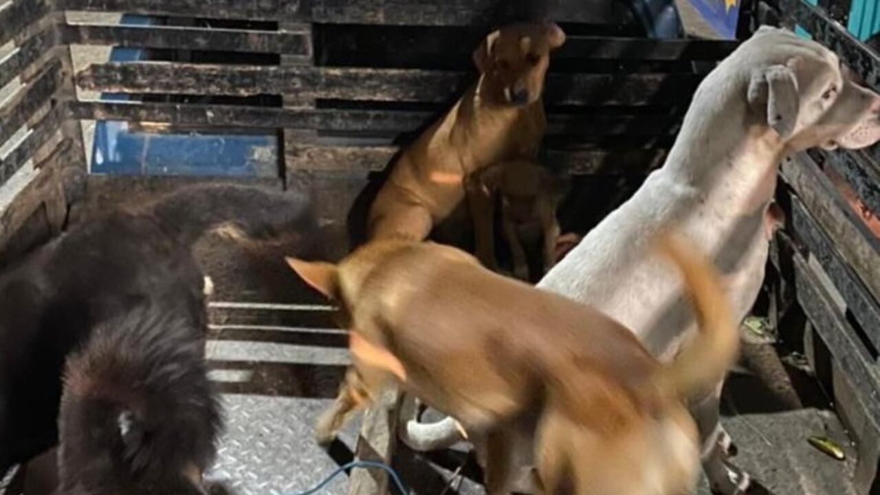 Los perros estaban en el parque de Alcalá, Valle del Cauca, antes de ser recogidos por una camioneta.
