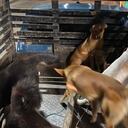 Los perros estaban en el parque de Alcalá, Valle del Cauca, antes de ser recogidos por una camioneta.