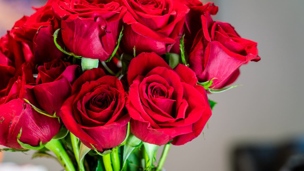 Existen varias técnicas para que una rosa florezca con gran belleza.