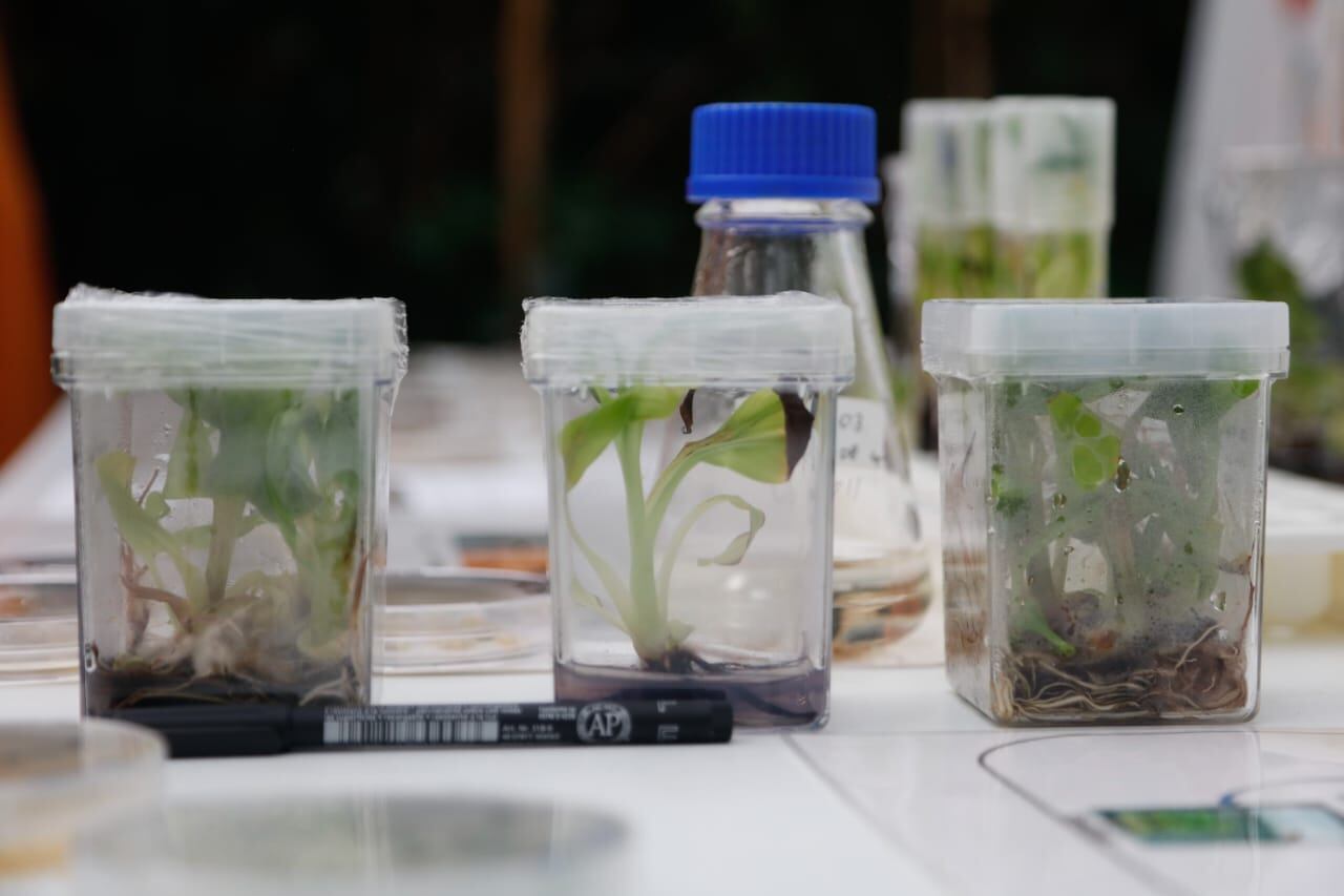 El OEIA estudiará los usos de la hoja de coca.