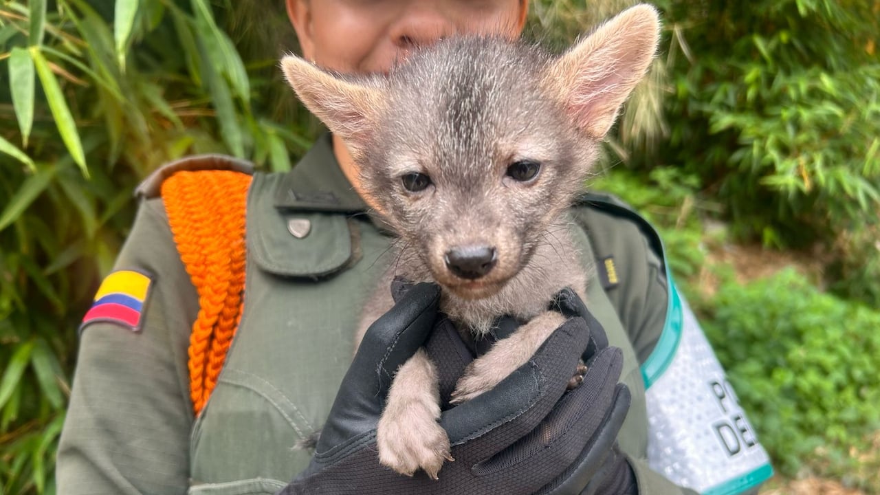 Zorro perro rescatado por la policía en Bucaramanga.