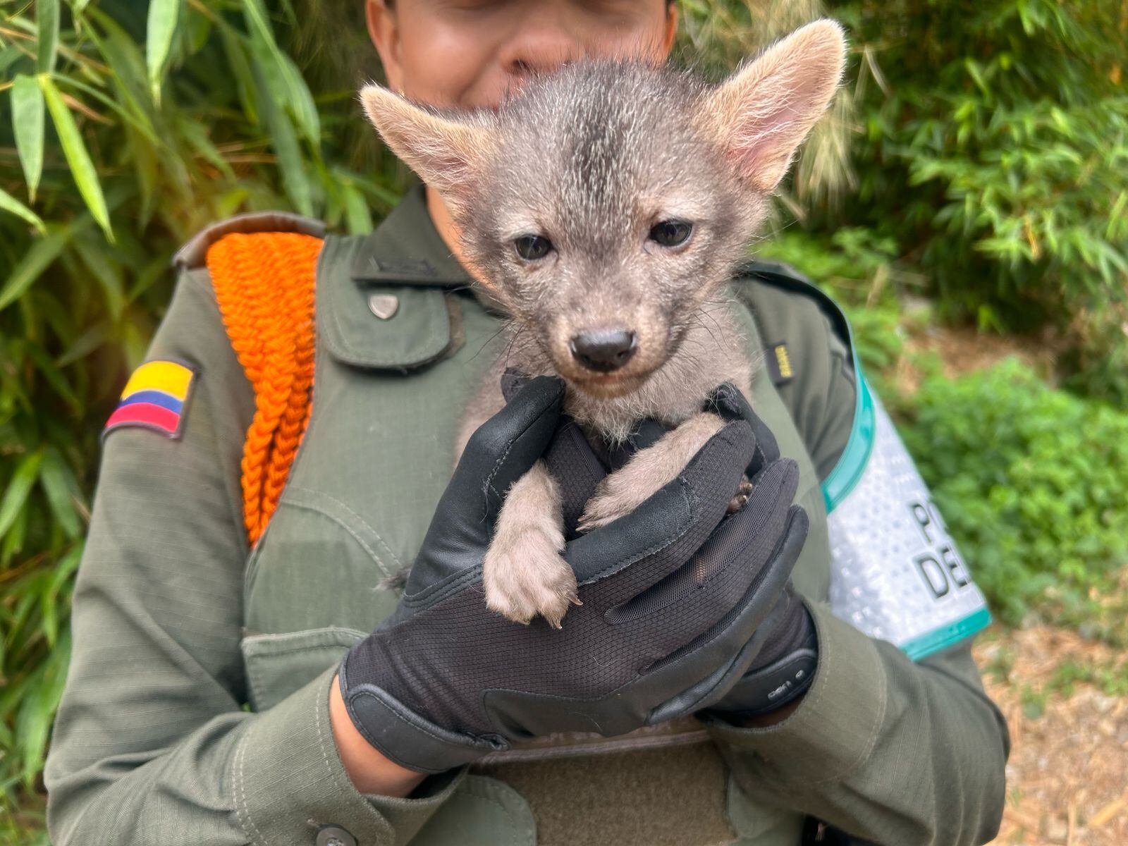 Zorro perro rescatado por la policía en Bucaramanga.