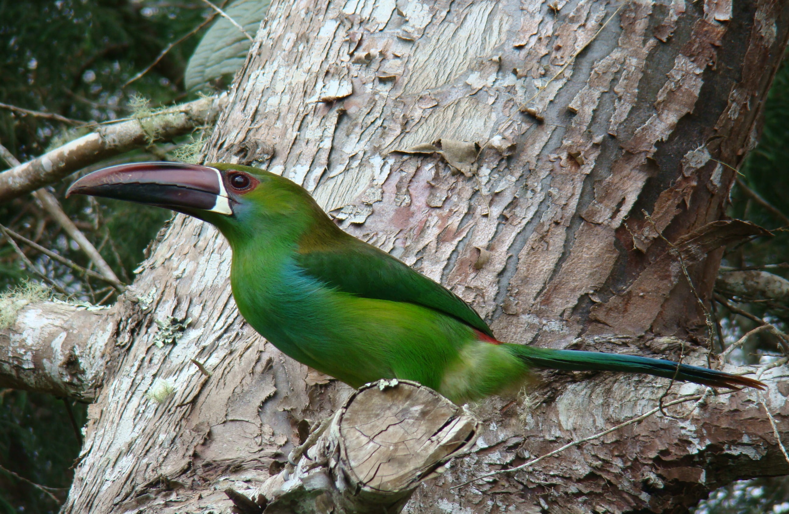 Tucancito Rabirrojo (Aulacorhynchus haematopygus). Pertenece a la familia de los tucanes. Se encuentra en las selvas andinas de Venezuela, Colombia y Ecuador. Debido a su preferencia por la parte alta de los bosques suele confundirse con el follaje y por eso es más fácil escucharlo que verlo. Convive en parejas o pequeños grupos y se alimenta de los árboles frutales. Foto Carlos Mario Wagner Wagner