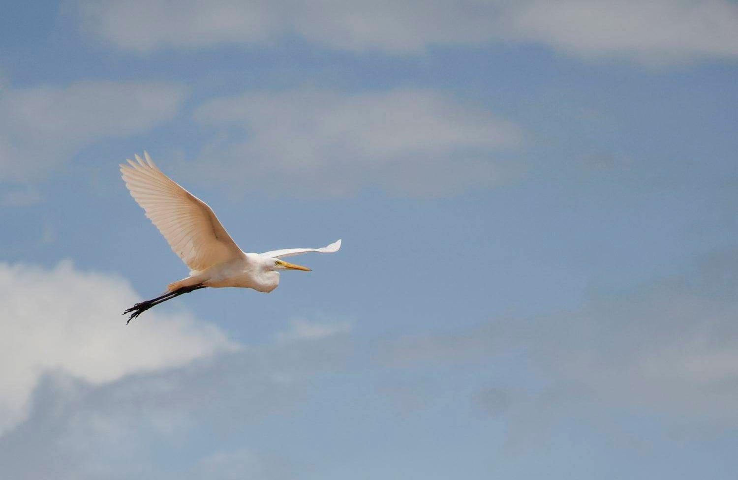Gracias a la riqueza hidrográfica y a la variedad de pisos altitudinales, este departamento cuenta con ecosistemas que resaltan por su flora y fauna. Entre las especies más destacas están las aves, el oso de anteojos y la danta de la montaña, entre otros. foto: Diana Rey Melo