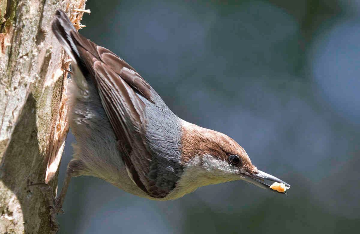 Esta foto tomada el 26 de abril de 2020, proporcionada por Michael P. Kopack Jr., es un Pájaro trepatroncos cabeza morena en Angier, Carolina del Norte. A medida que avanza el nuevo coronavirus, el interés en la observación de aves se ha disparado en todo el Estados Unidos a medida que los estadounidenses aburridos levantan la vista de sus reuniones de Zoom o el sitio web de desempleo y observa un mundo fascinante justo fuera de su ventana. (Michael P. Kopack vía AP)