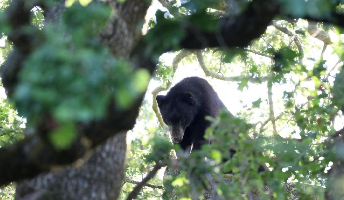 Imagen de archivo AFP del oso negro de California