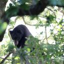 Imagen de archivo AFP del oso negro de California