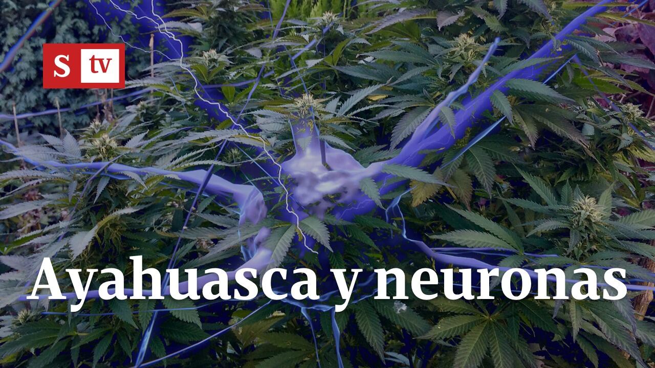 Ayahuasca