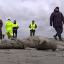 Autoridades de Rusia estudian las causas de la mortandad de focas que aparecieron en la costa del Caspio.