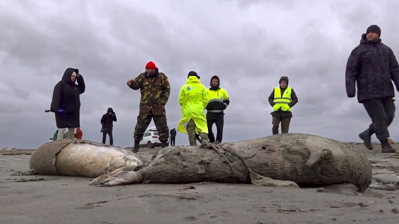 Autoridades de Rusia estudian las causas de la mortandad de focas que aparecieron en la costa del Caspio.
