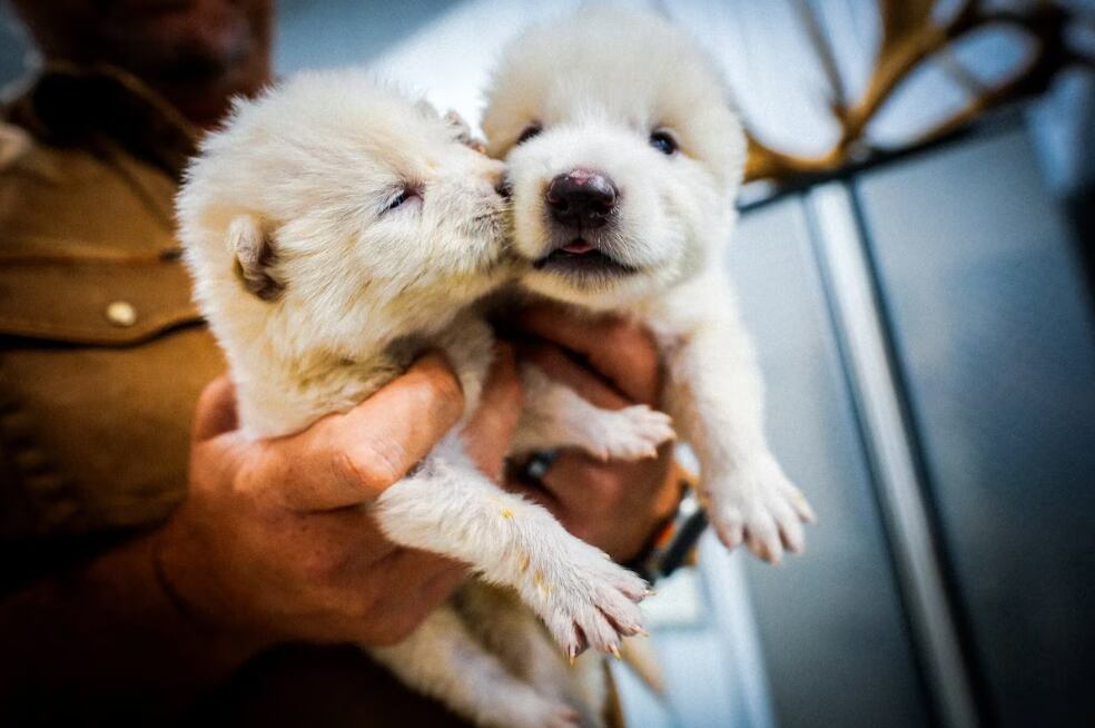 Científicos lograron revivir al legendario lobo terrible mediante ADN fósil.