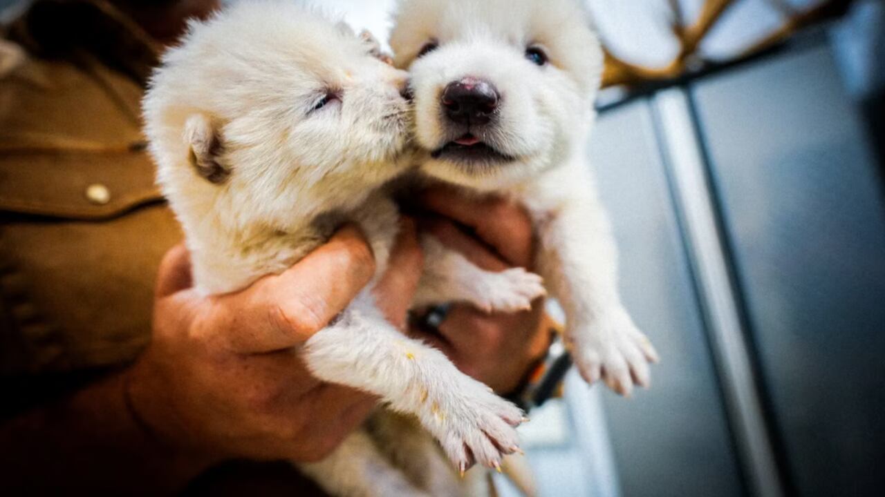 El lobo huargo, extinto hace 13.000 años, ha regresado gracias a la biotecnología.