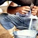 Captura recortada de un granjero ordeñando una vaca