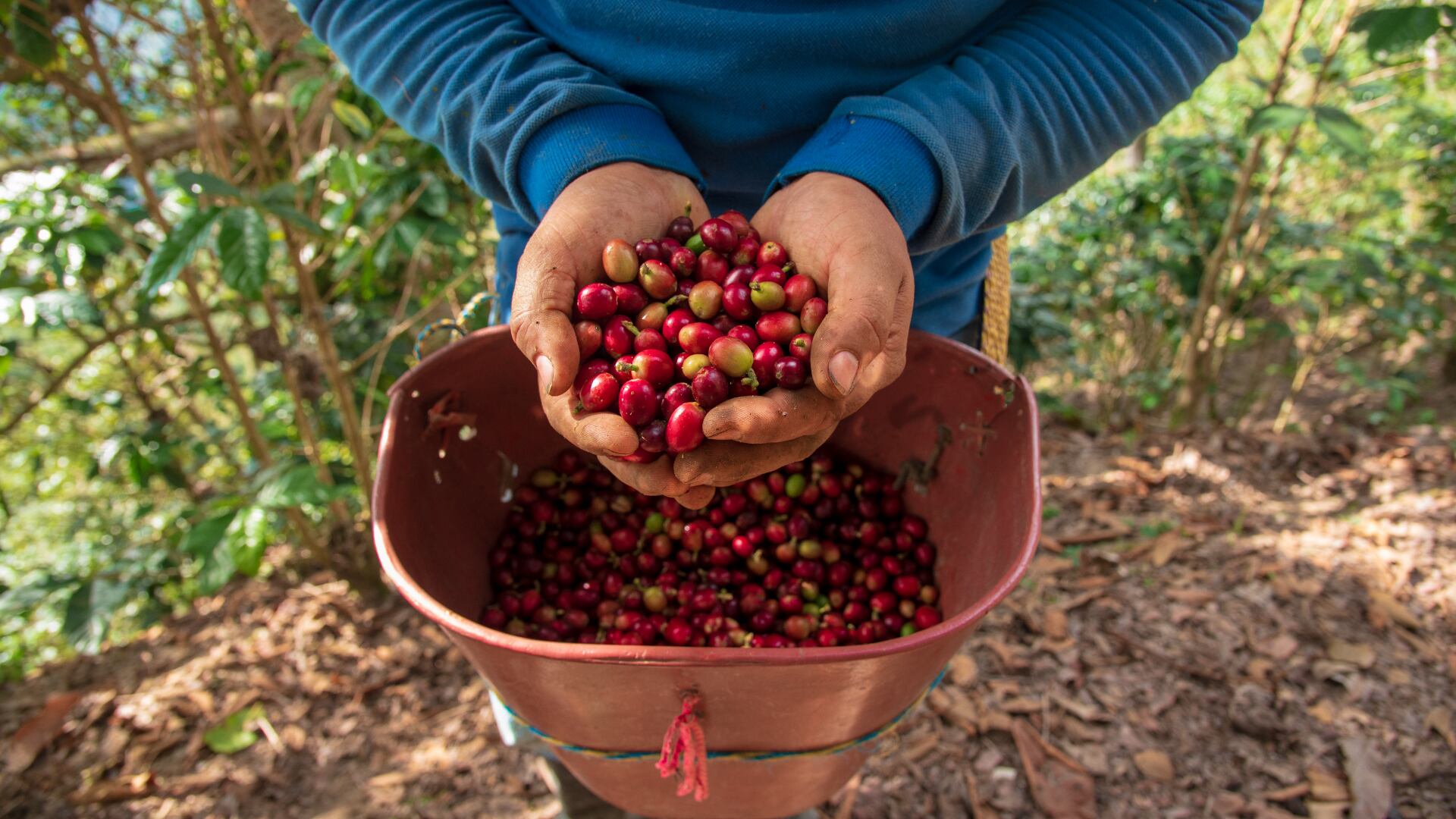 A través de un programa de fertilización se benefició a 75 pequeños caficultores y se hizo un exhaustivo análisis del suelo de 150 parcelas.