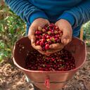 A través de un programa de fertilización se benefició a 75 pequeños caficultores y se hizo un exhaustivo análisis del suelo de 150 parcelas.