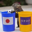 Nutría, Qatar 2022.