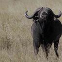 En el Parque Nacional Serengueti los animales son protegidos y la población se beneficia del turismo que la fauna produce. Foto: DW