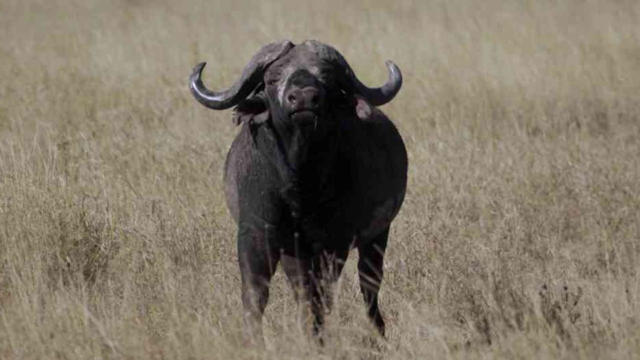 En el Parque Nacional Serengueti los animales son protegidos y la población se beneficia del turismo que la fauna produce. Foto: DW