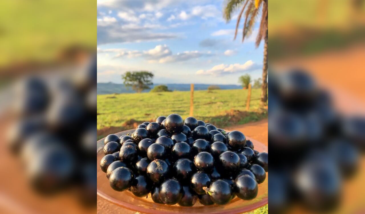 Jabuticaba: fruto que se cosecha en Brasil, Paraguay, Bolivia y Argentina.