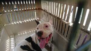 Este es el pitbull que atacó a un menor de edad en el municipio de Yumbo. El animal está en poder de las autoridades de Salud.