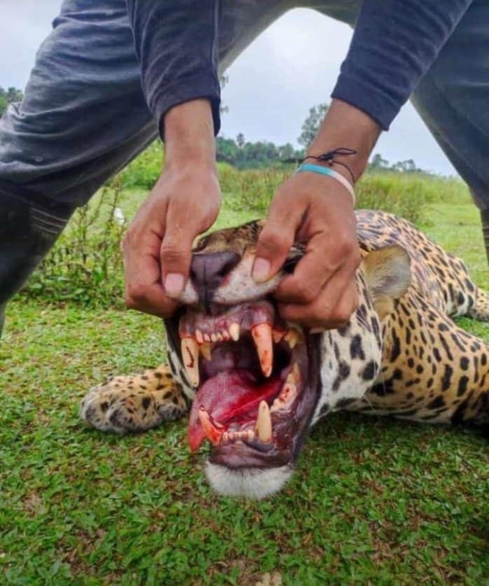 Así encontraron al felino.
